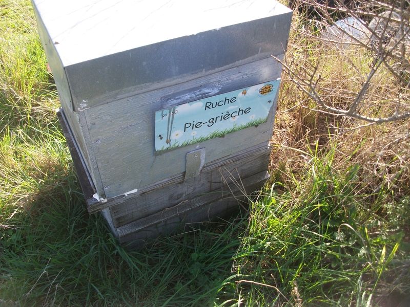 La ruche Pie-grièche