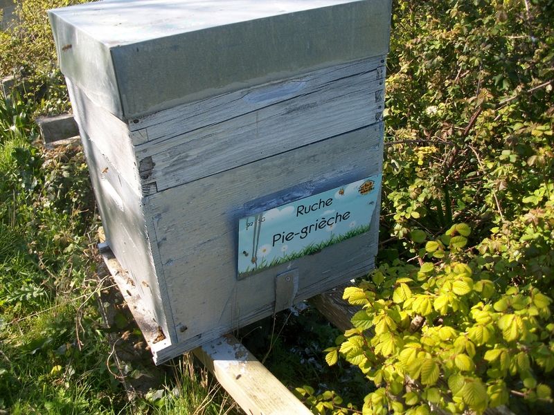 La ruche Pie-grièche