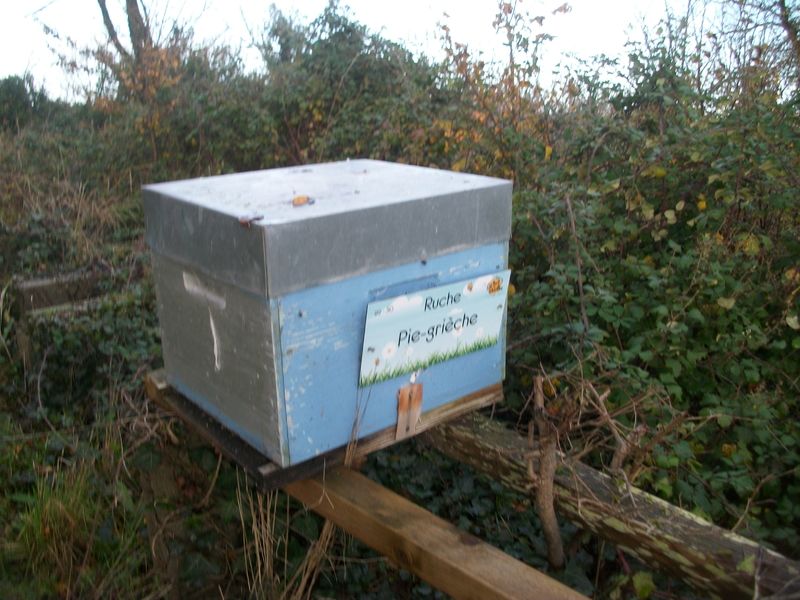 La ruche Pie-grièche