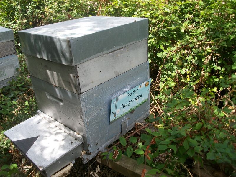 La ruche Pie-grièche