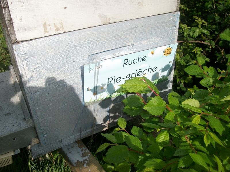 La ruche Pie-grièche