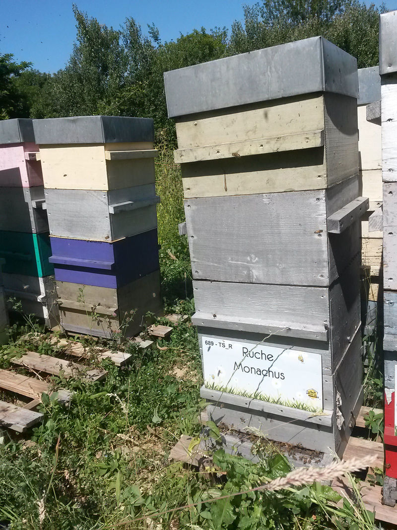 La ruche Monachus