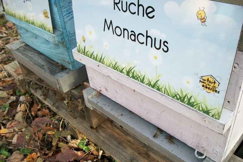 La ruche Monachus