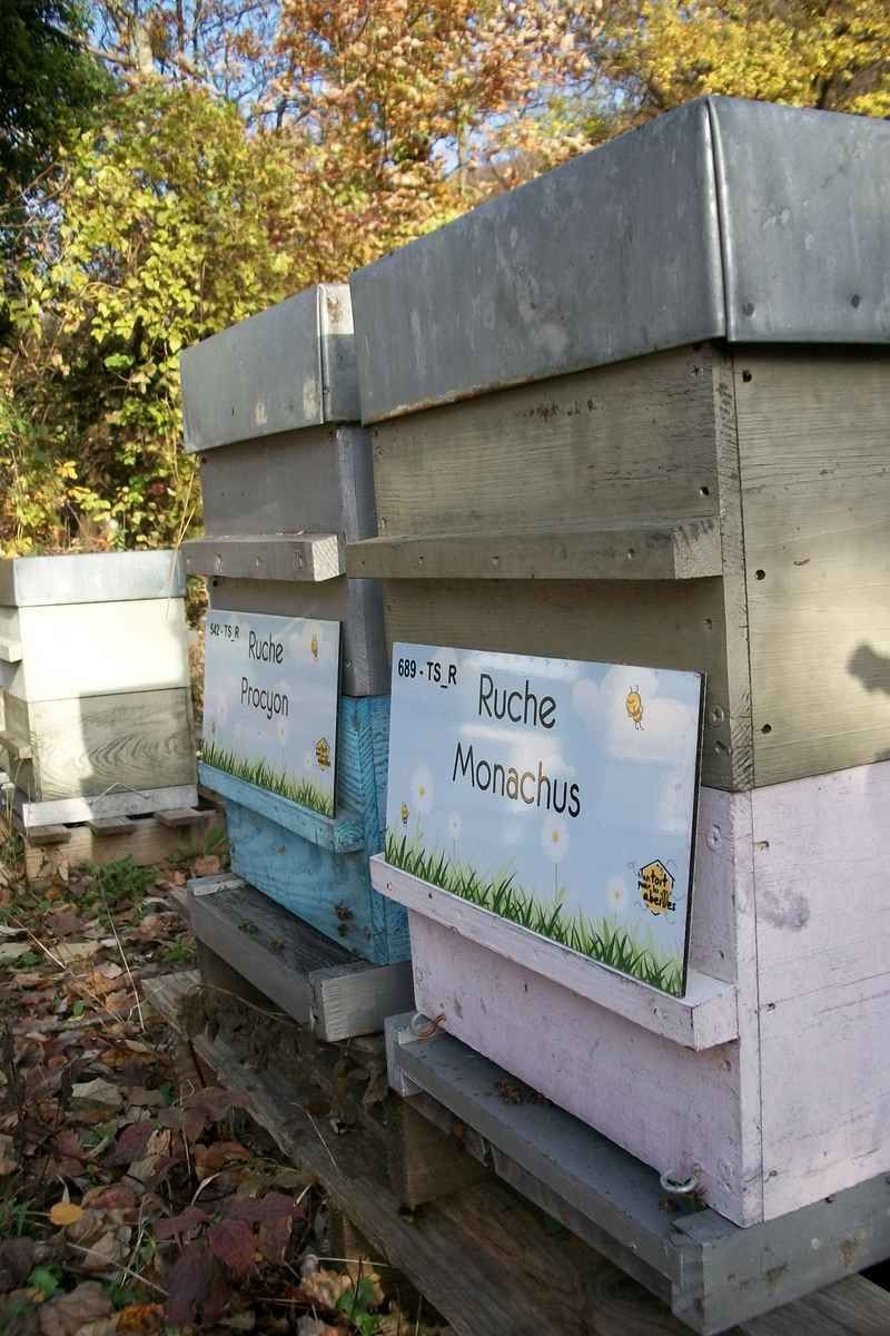 La ruche Monachus