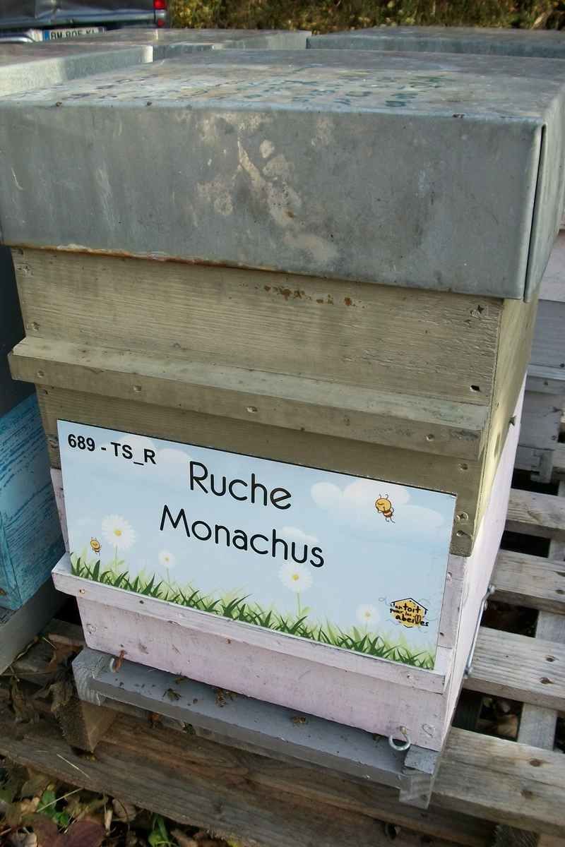 La ruche Monachus
