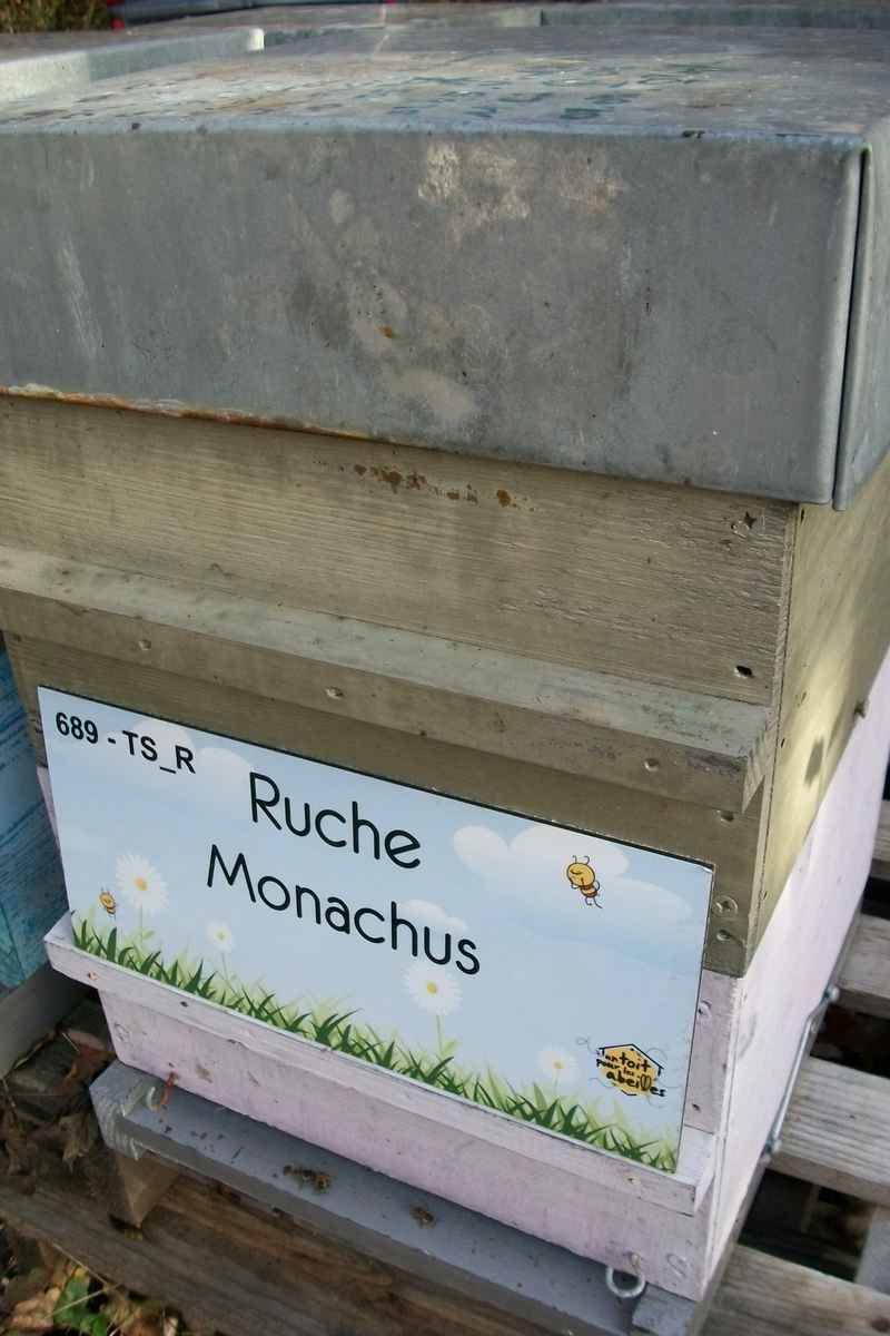 La ruche Monachus
