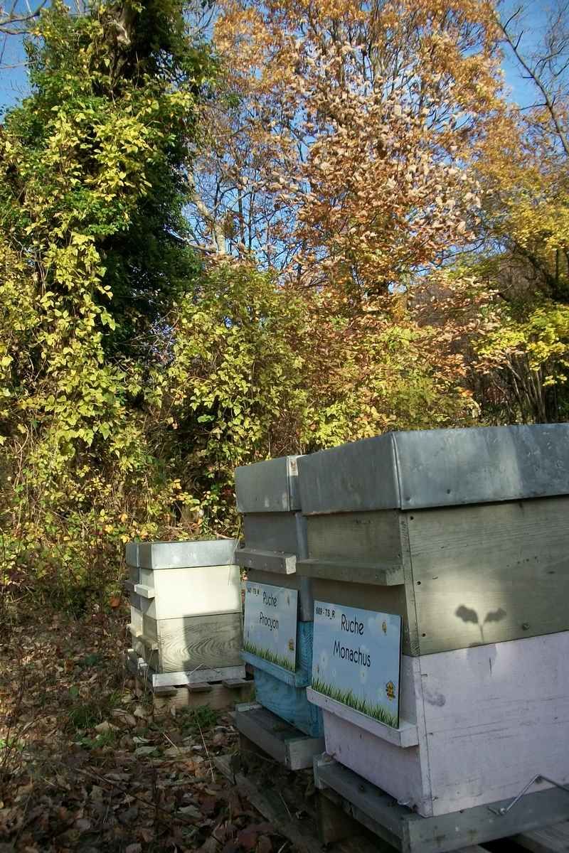 La ruche Monachus
