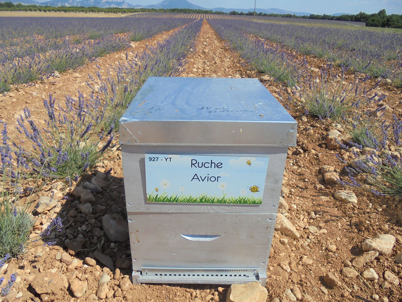 La ruche Avior
