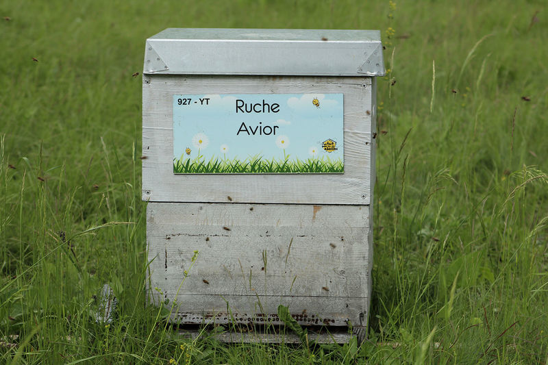 La ruche Avior