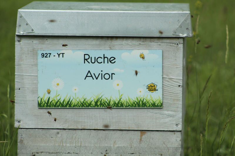 La ruche Avior