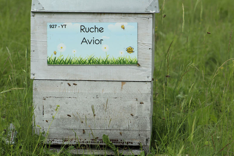 La ruche Avior