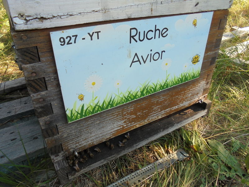 La ruche Avior