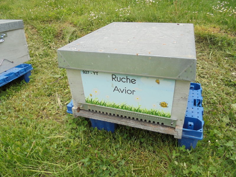 La ruche Avior