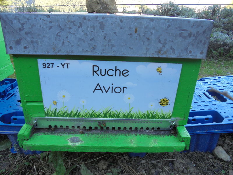 La ruche Avior