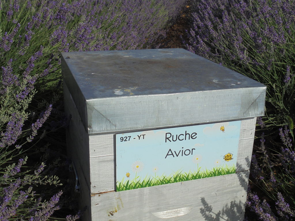 La ruche Avior