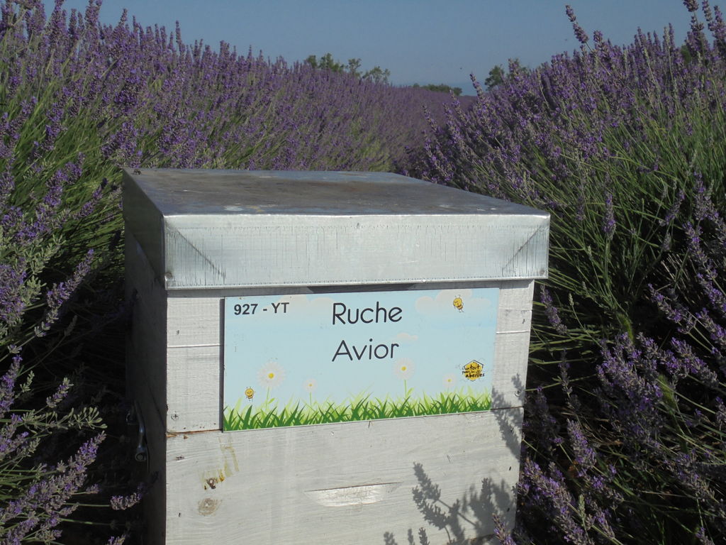 La ruche Avior