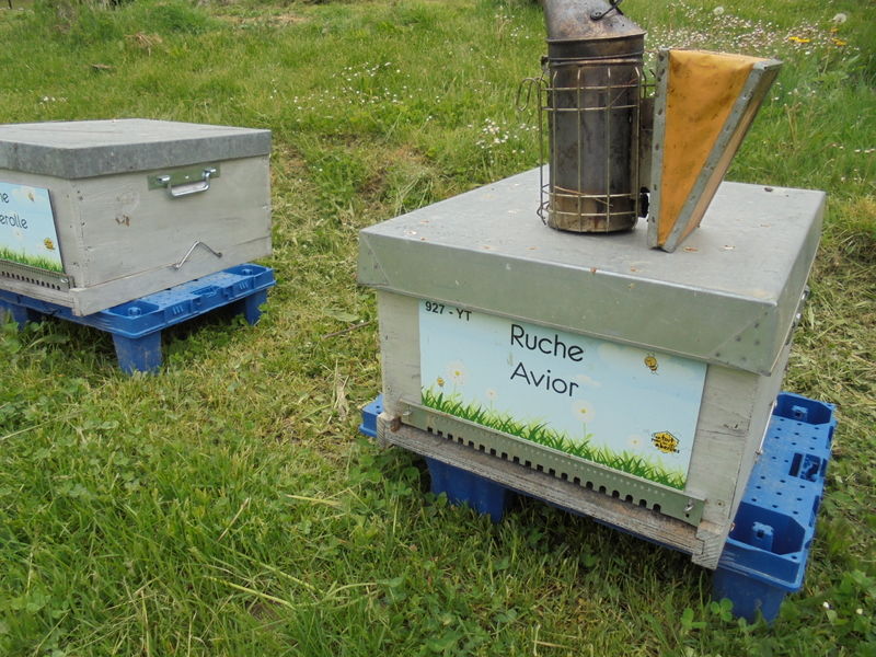 La ruche Avior