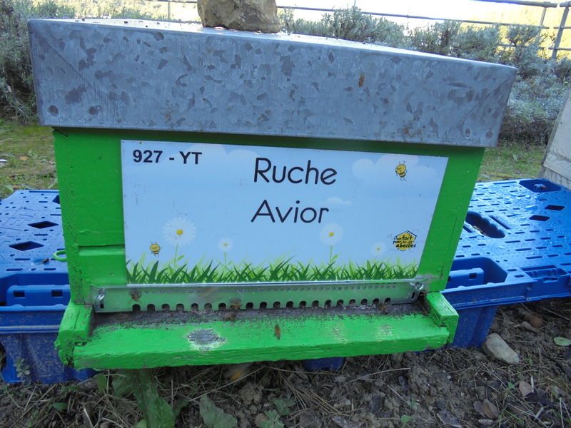 La ruche Avior