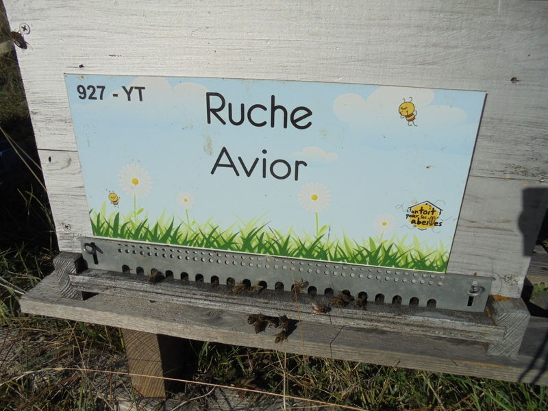 La ruche Avior