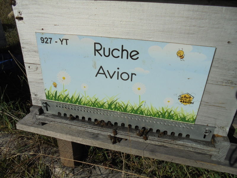 La ruche Avior