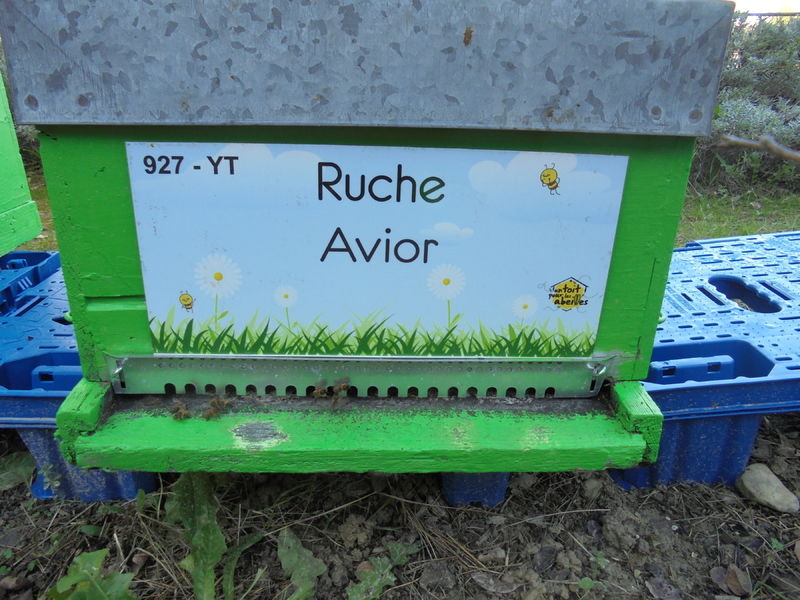 La ruche Avior