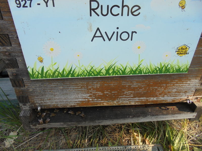 La ruche Avior