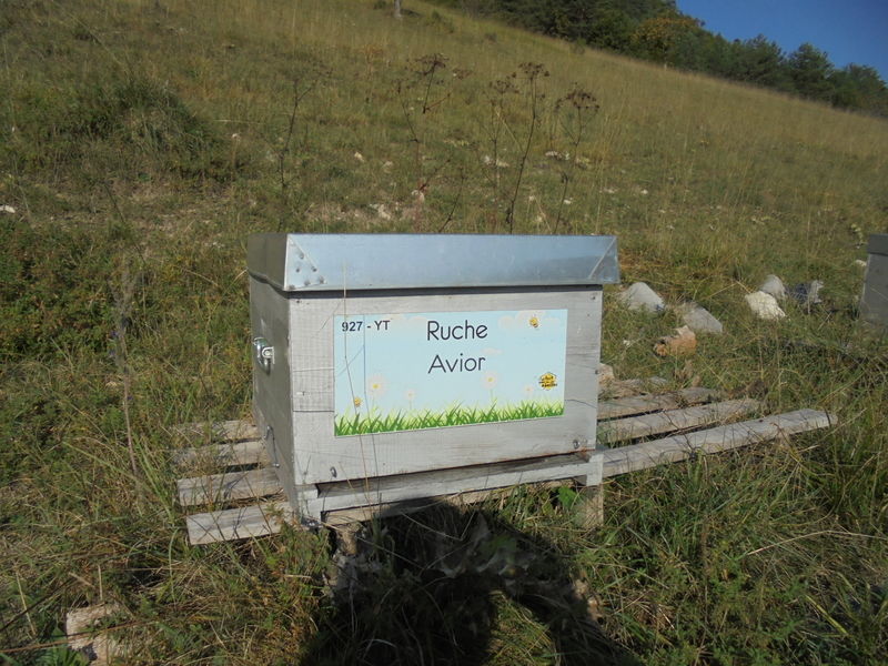 La ruche Avior