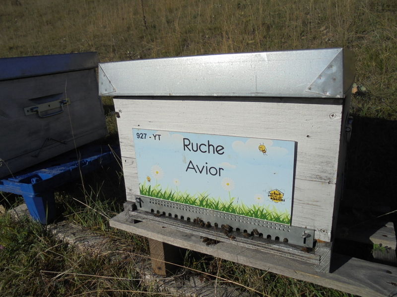 La ruche Avior