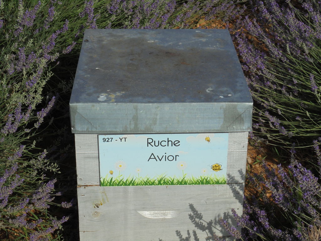 La ruche 