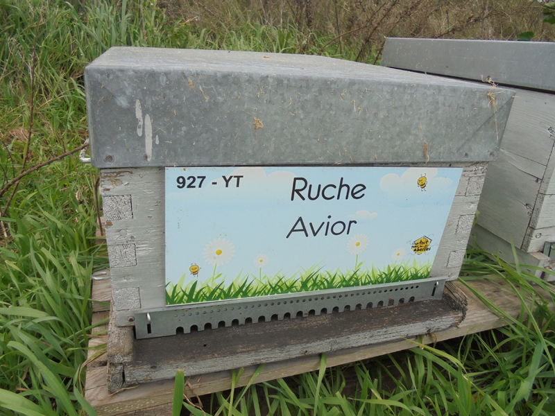 La ruche Avior
