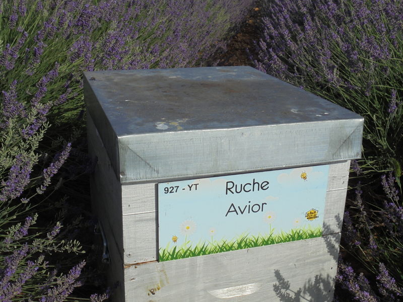 La ruche Avior