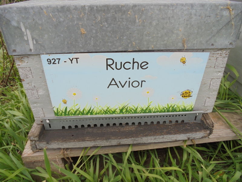 La ruche Avior