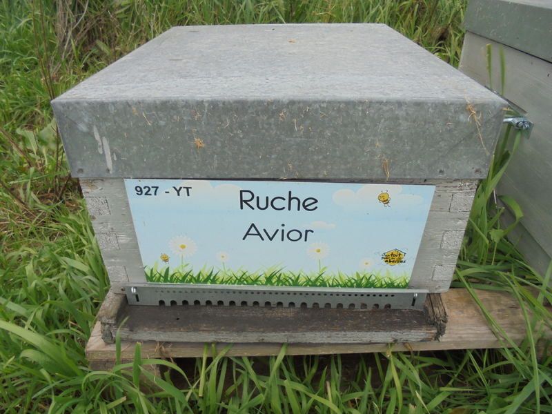 La ruche Avior