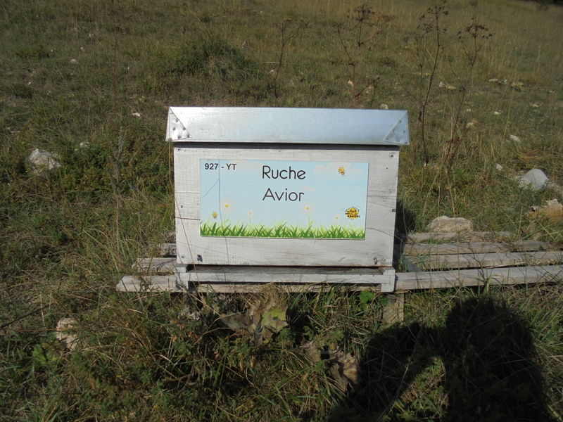 La ruche Avior