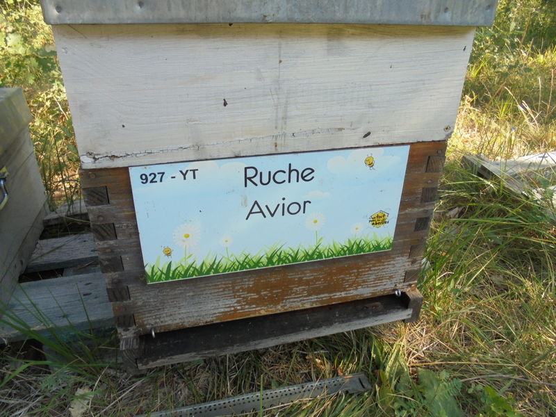 La ruche Avior