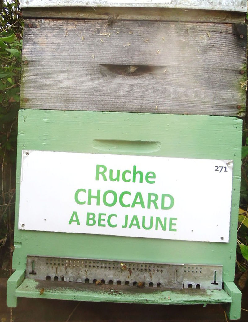 La ruche Chocard a bec jaune