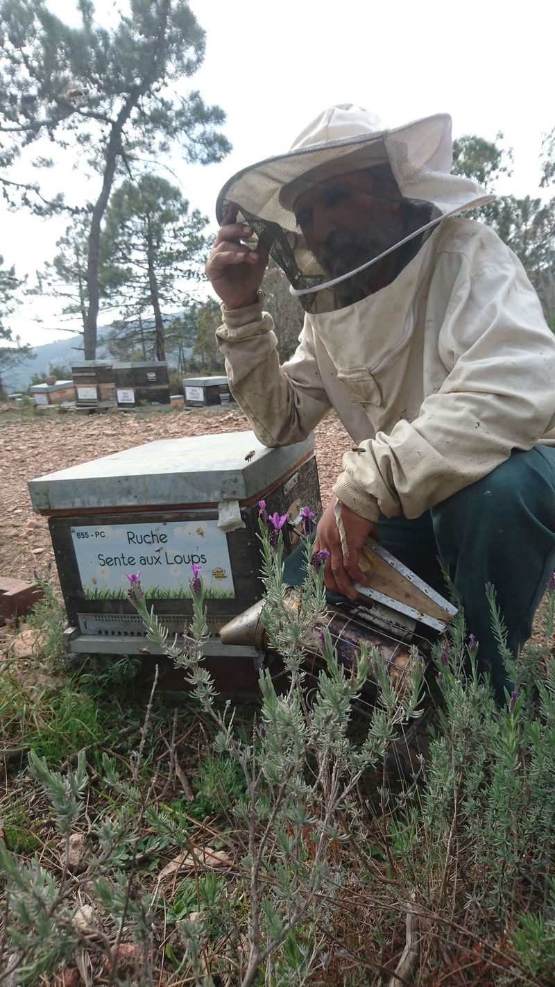 La ruche Sente aux Loups