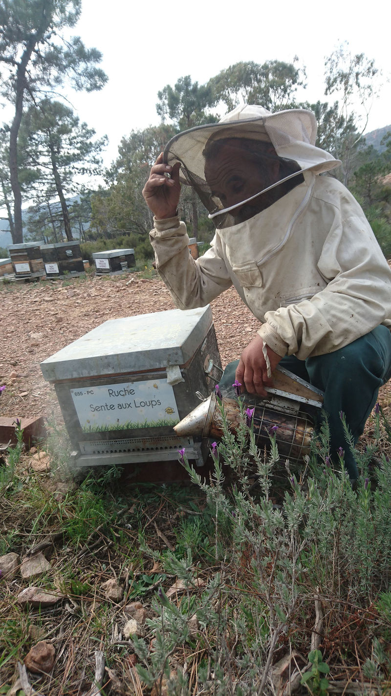 La ruche Sente aux Loups