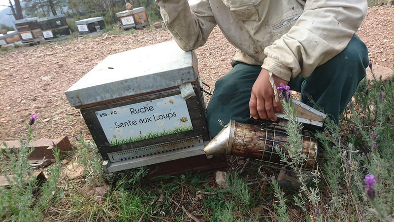 La ruche Sente aux Loups