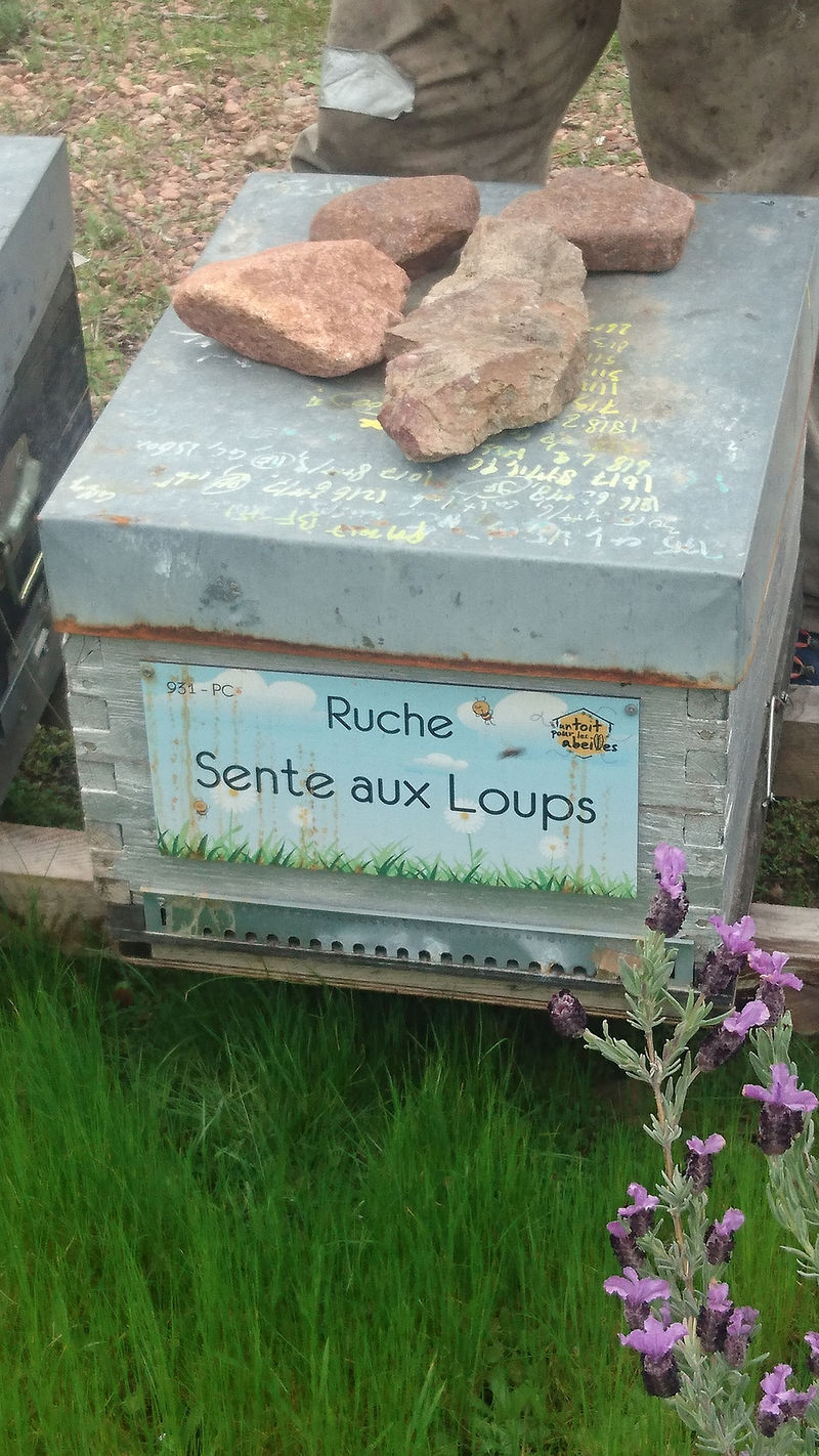 La ruche Sente aux Loups