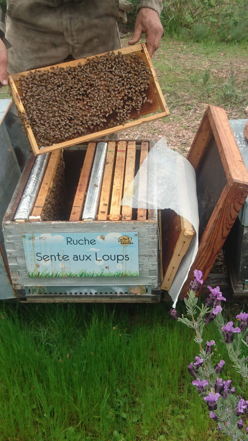 La ruche Sente aux Loups
