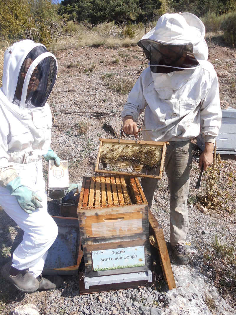 La ruche Sente aux Loups