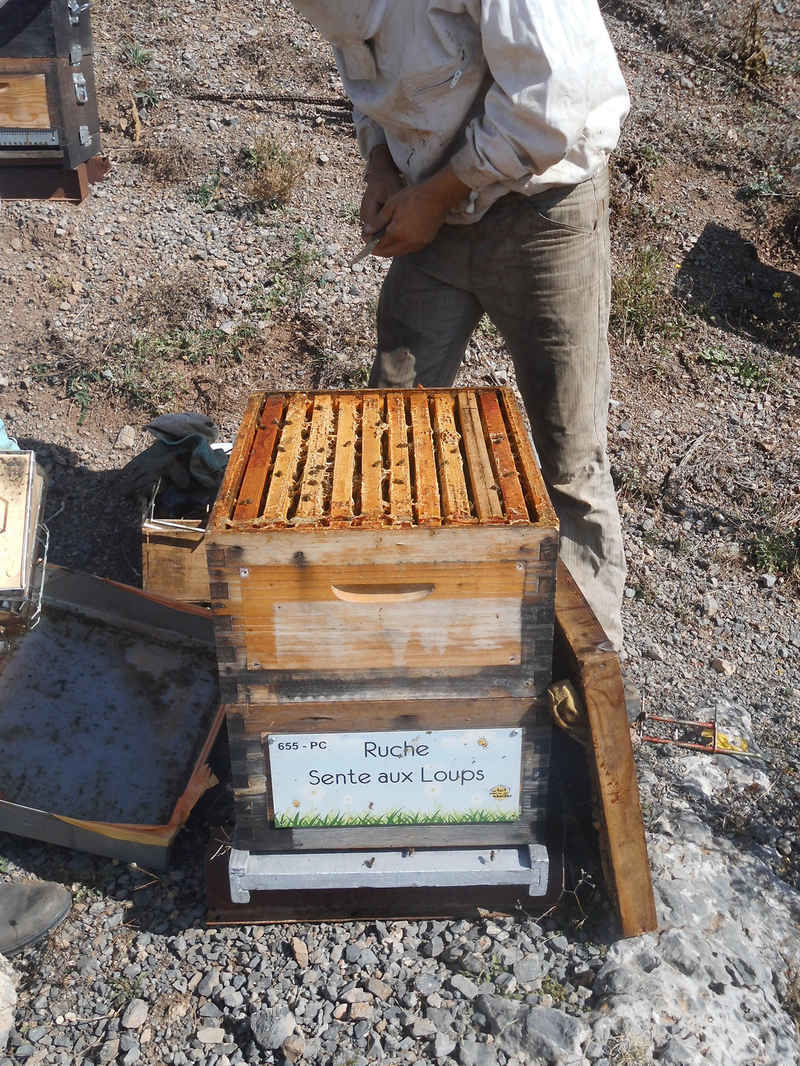 La ruche Sente aux Loups