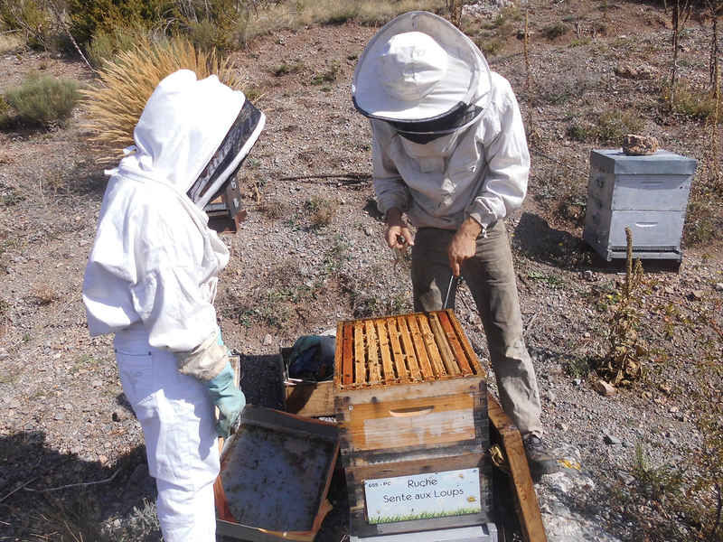 La ruche Sente aux Loups