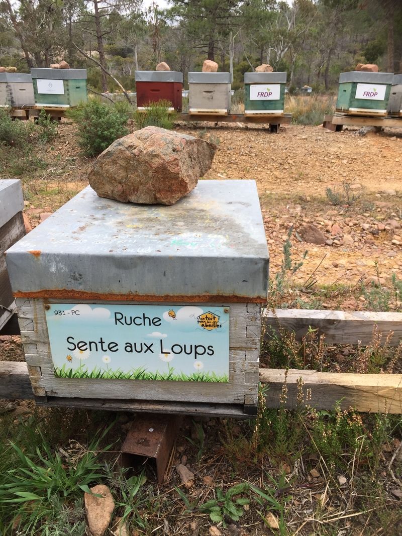La ruche Sente aux Loups