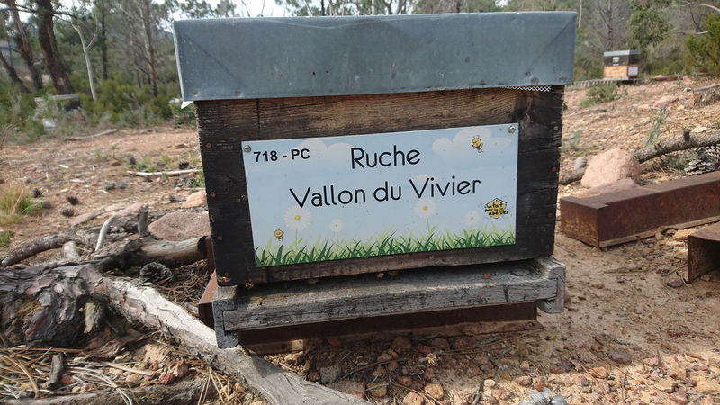 La ruche