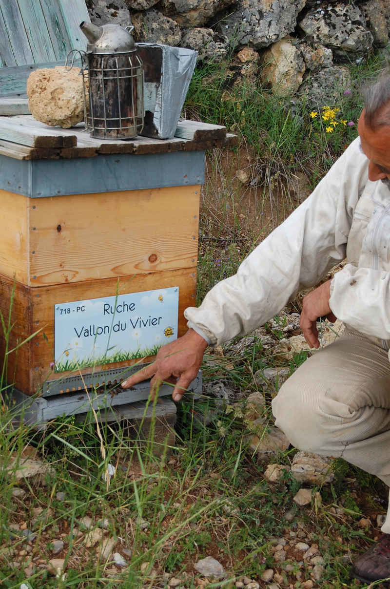 La ruche Vallon du Vivier