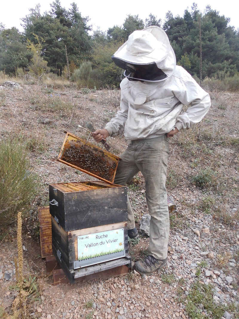 La ruche Vallon du Vivier
