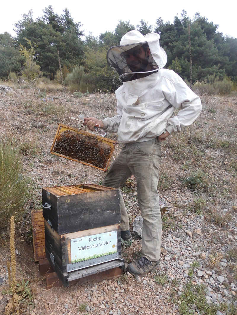 La ruche Vallon du Vivier