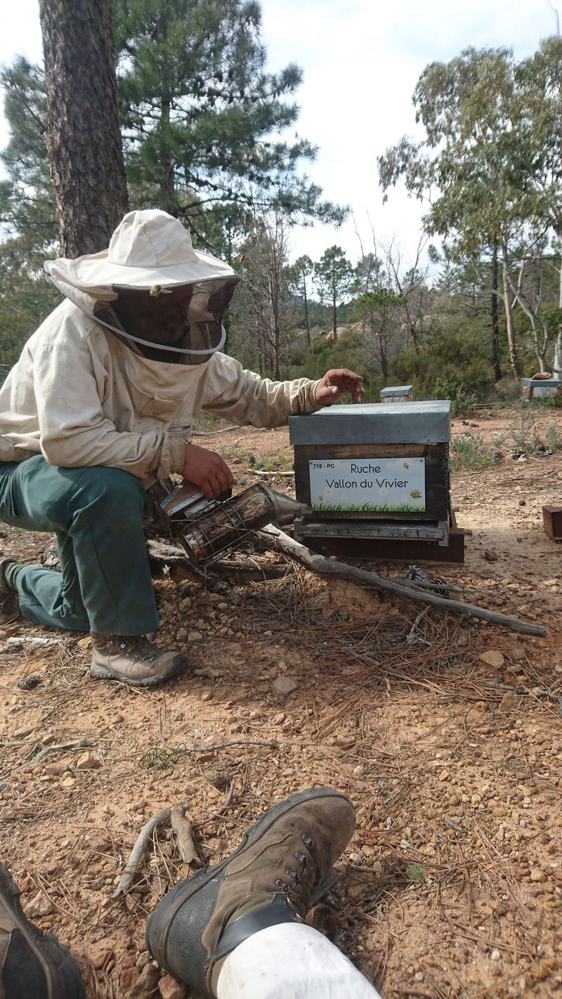 La ruche Vallon du Vivier